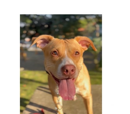 Adoção Animais de Estimação Campo Grande, São Paulo Sao Paulo SP - Fotos para Adoção responsável - Maria procura uma família especial