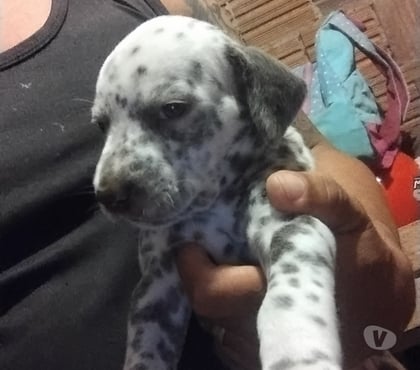 Animais Estimação à Venda - Fotos para Filhotes de dálmatas