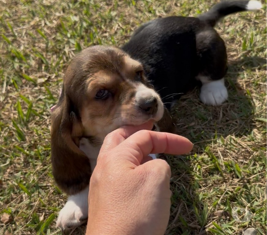 Animais Estimação à Venda Ribeirao Preto SP - Fotos para Filhote de Basset hound