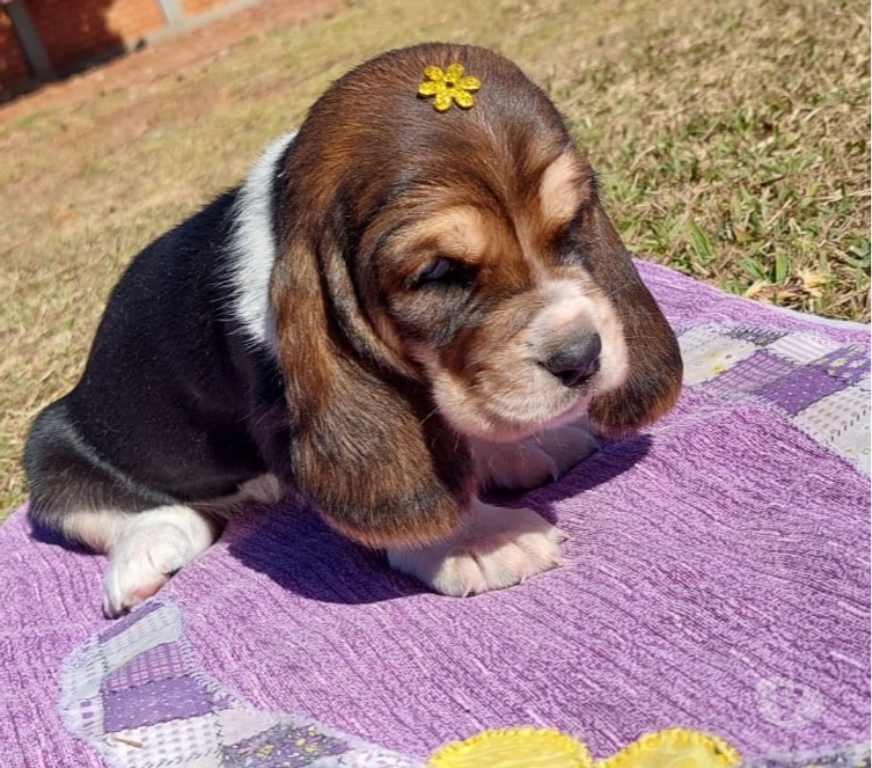 Animais Estimação à Venda Ribeirao Preto SP - Fotos para Filhote de Basset hound