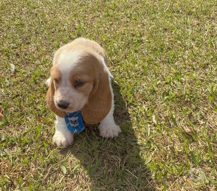 Animais Estimação à Venda Ribeirao Preto SP - Fotos para Filhote de Basset hound