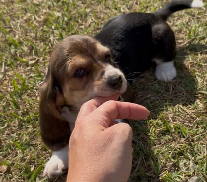 Animais estimação à venda - Fotos para Filhote de Basset hound