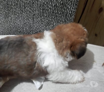 Animais Estimação à Venda - Fotos para Filhote de Shitzu com Yorkshire