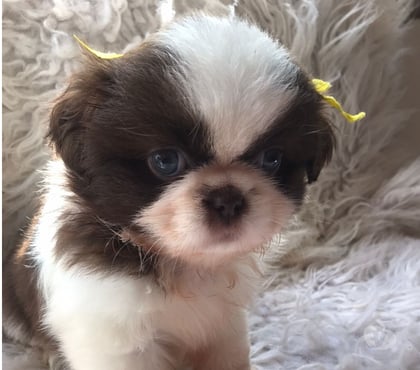 Animais Estimação à Venda - Fotos para filhote de shitzu