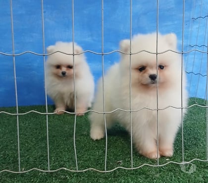 Animais Estimação à Venda - Fotos para Spitz Alemão Macho Anão