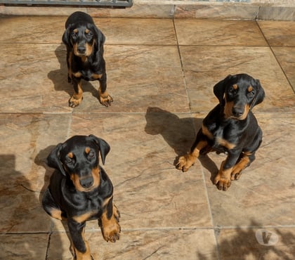 Animais Estimação à Venda - Fotos para Filhotes de Dobermann
