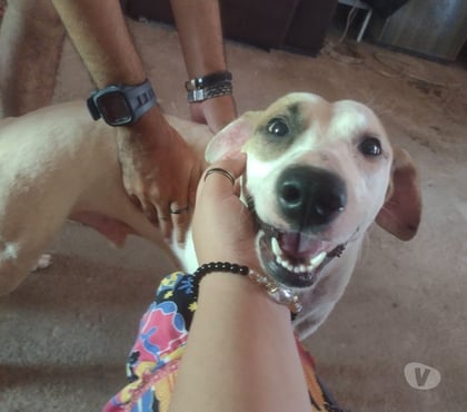 Adoção Animais de Estimação - Fotos para Adoção de 3 cachorros