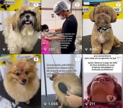 Veterinários - Serviços - Acessórios - Fotos para Banho e tosa c leva e traz