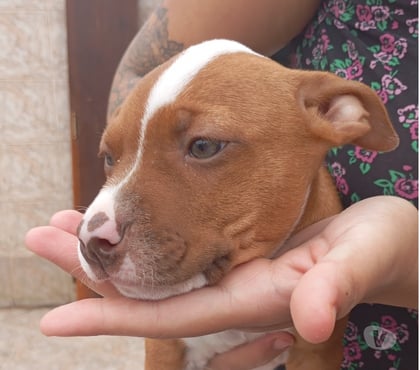 Animais Estimação à Venda Carrão Sao Paulo SP - Fotos para Vendo filhote de Pitbull