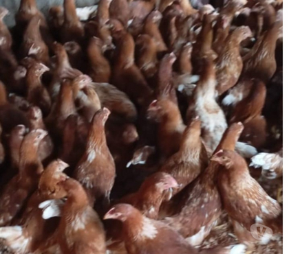 Animais do Campo - Fotos para lote de 10 frangas poedeiras de alta postura 500 reais