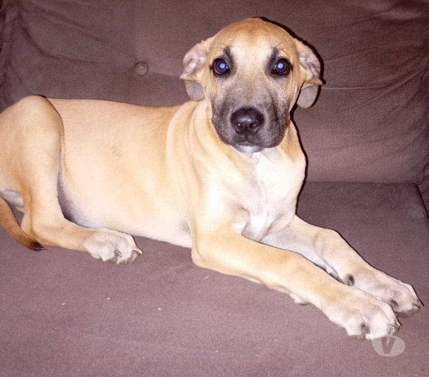 Animais Estimação à Venda Gravatai RS - Fotos para lindo filhotão fila brasileiro x pastor malinoa 700 reaIs