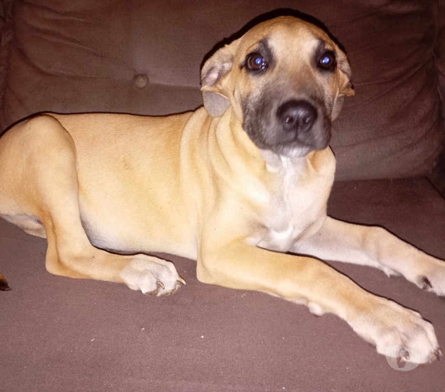 Animais Estimação à Venda Gravatai RS - Fotos para lindo filhotão fila brasileiro x pastor malinoa 700 reaIs