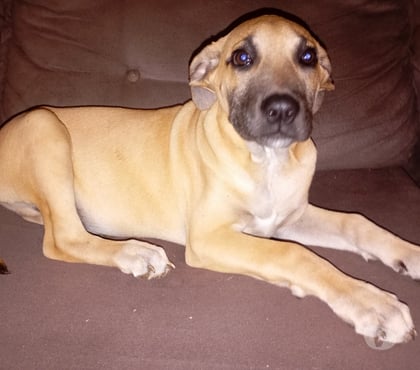 Animais estimação à venda - Fotos para lindo filhotão fila brasileiro x pastor malinoa 700 reaIs