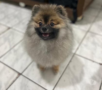 Animais Estimação à Venda Jardim Paulista Sao Paulo SP - Fotos para Filhote de lulu da pomerania