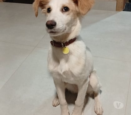 Adoção animais de estimação - Fotos para Essa Fofura está em busca de um lar