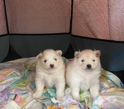 Animais estimação à venda Campo Limpo Sao Paulo SP - Fotos para Filhotes de Splitz Alemão
