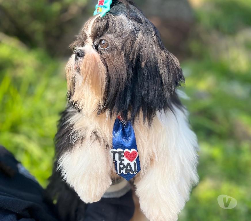 Animais Estimação à Venda Sao Paulo SP São Mateus - Fotos para Shitzu macho 5 meses