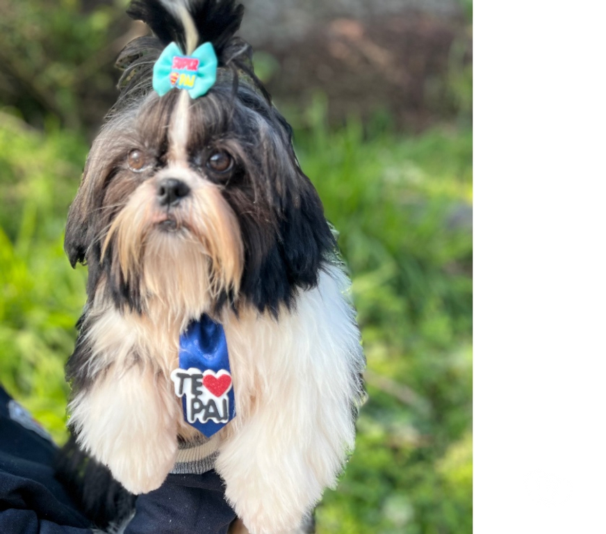 Animais Estimação à Venda Sao Paulo SP São Mateus - Fotos para Shitzu macho 5 meses