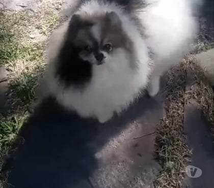 Animais Estimação à Venda - Fotos para Spitz Alemão macho partcilor