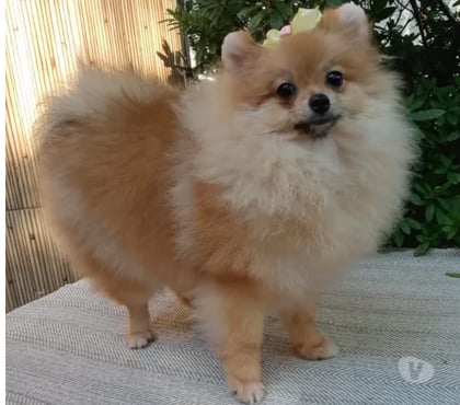 Animais estimação à venda - Fotos para Spitz Alemão fêmea laranja anã
