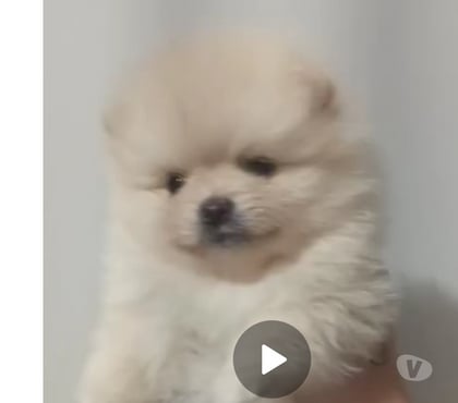 Animais Estimação à Venda Porto Alegre Sul Porto Alegre RS - Fotos para Lulu da pomerania spitz alemão anao