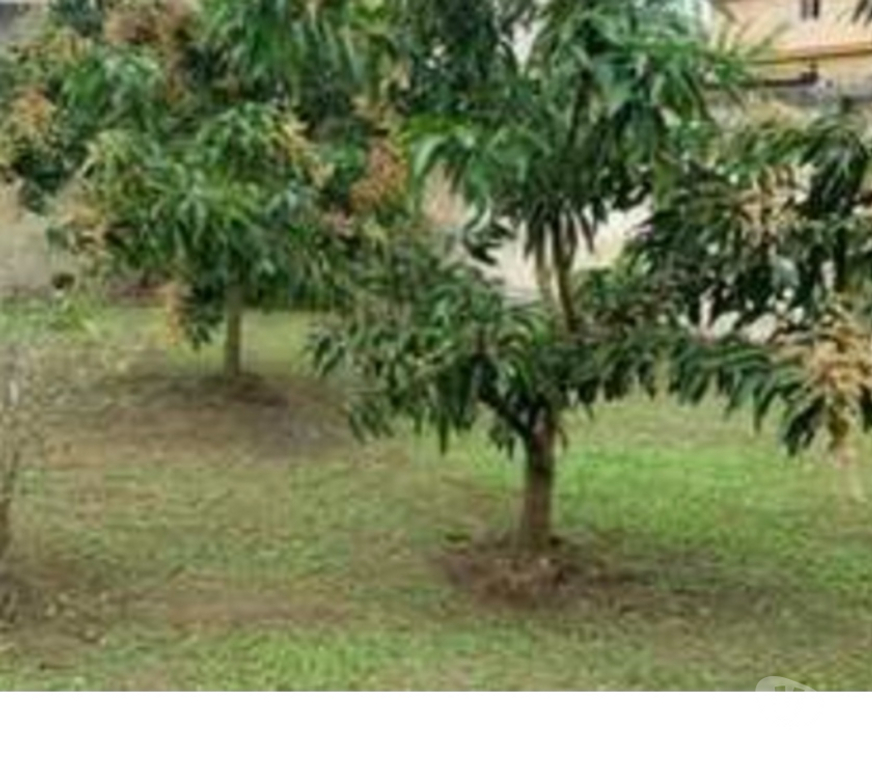 Apartamentos a venda Rio de Janeiro RJ Recreio - Fotos para Vendo excelente casa no centro da pedra de guaratiba