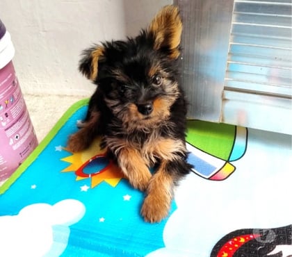 Animais Estimação à Venda Bangu Rio de Janeiro RJ - images_alt_text Yorkshire fêmea mini