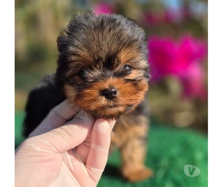 Animais Estimação à Venda Fazendinha-Portão Curitiba PR - Fotos para Filhotes de Yorkshire Bibelôs em Curitiba