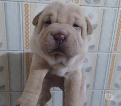 Animais estimação à venda Porto Alegre Norte Porto Alegre RS - Fotos para Filhotes de SHAR PEI