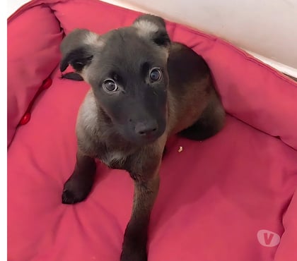 Adoção Animais de Estimação Itaquera Sao Paulo SP - Fotos para Adoção Mia Cachorra dócil e Sociável