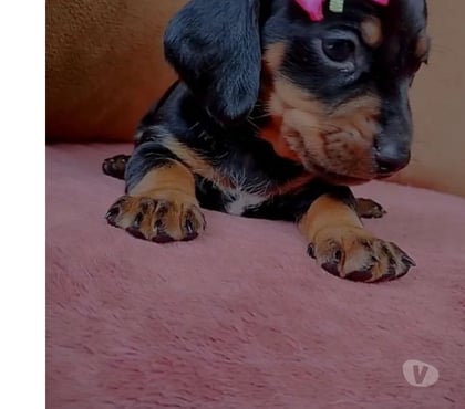 Animais estimação à venda - Fotos para Salsichinhas, lindos filhotes