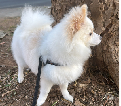 Animais Estimação à Venda Brás Sao Paulo SP - images_alt_text Vendo filhote de Lulu