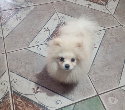 Animais estimação à venda - Fotos para Lindo machinho de Lulu Pomerânia