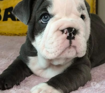 Animais Estimação à Venda - Fotos para Filhotes de Bulldog Inglês a Venda