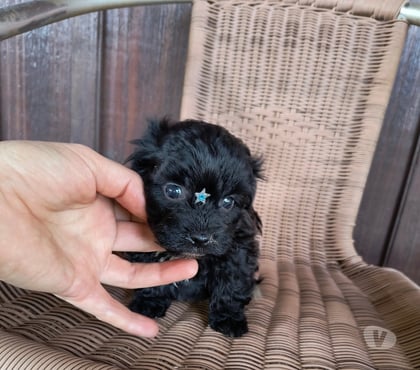 Animais Estimação à Venda Boa Vista, Curitiba Curitiba PR - Fotos para Lindo menininho de poodle micro toy
