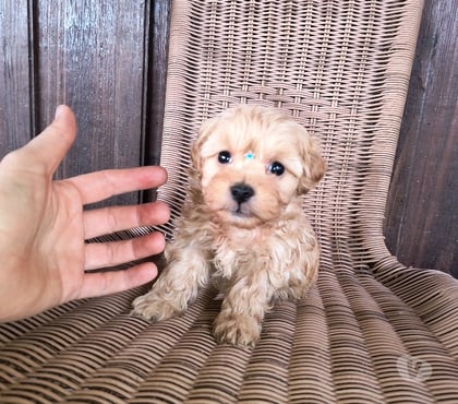 Animais Estimação à Venda Boa Vista, Curitiba Curitiba PR - Fotos para Lindo menininho de poodle micro toy
