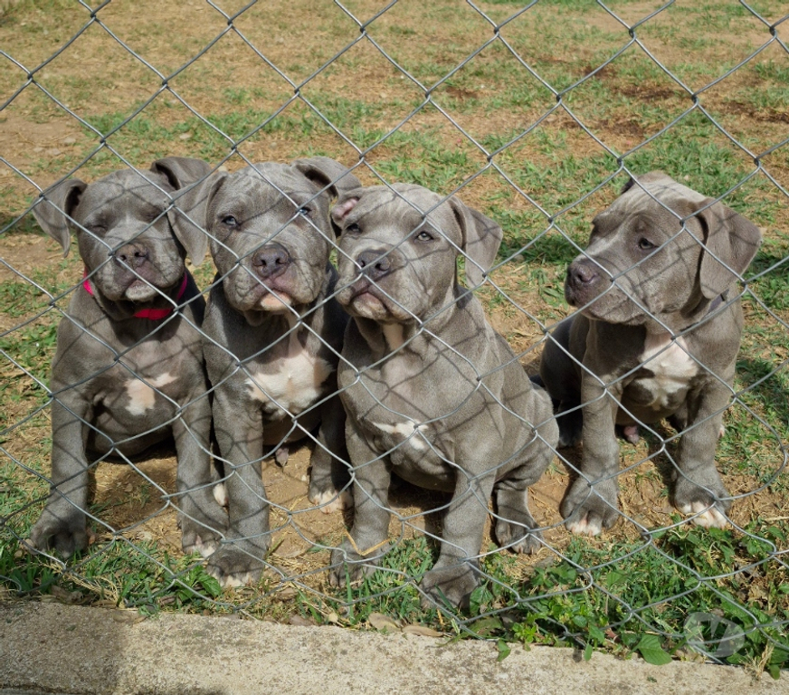 Animais Estimação à Venda Vinhedo SP - Fotos para Filhotes de American Bully disponíveis para venda.