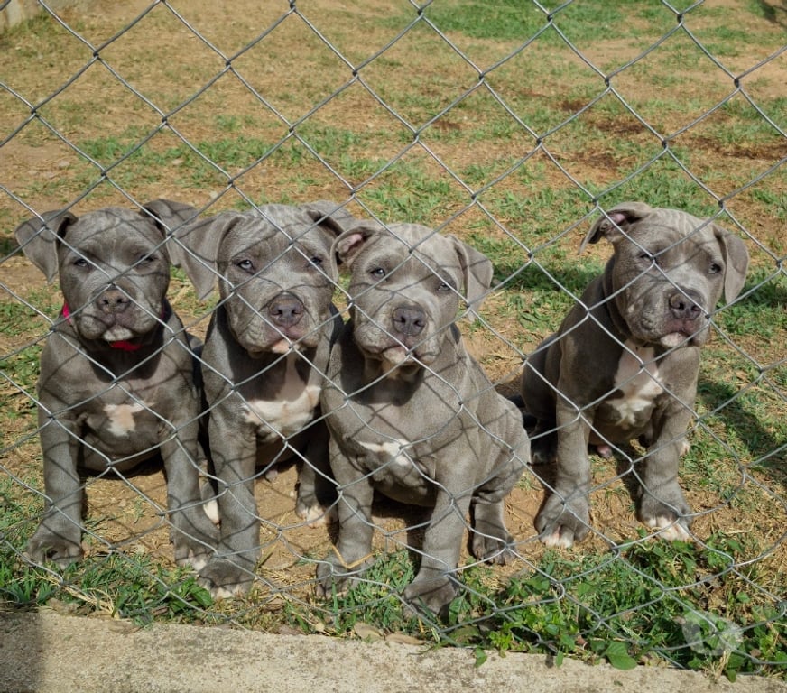 Animais Estimação à Venda Vinhedo SP - Fotos para Filhotes de American Bully disponíveis para venda.