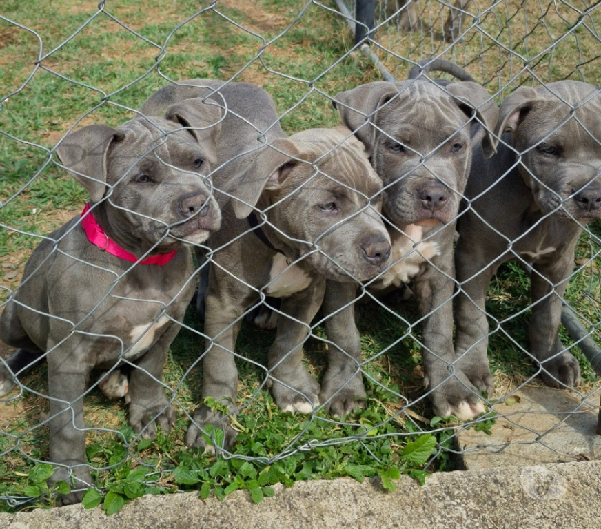 Animais Estimação à Venda Vinhedo SP - Fotos para Filhotes de American Bully disponíveis para venda.