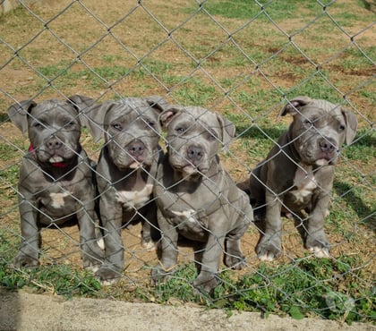 Animais Estimação à Venda - Fotos para Filhotes de American Bully disponíveis para venda.