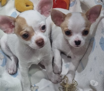 Animais Estimação à Venda - Fotos para Filhotinhas lindas chihuahua