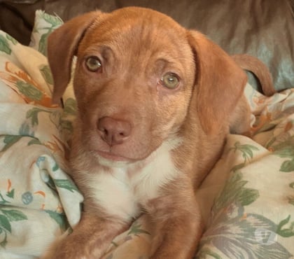 Adoção animais de estimação Aricanduva Sao Paulo SP - Fotos para Doação de cachorro