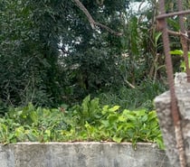 Terreno plano legalizado Coroa Grande