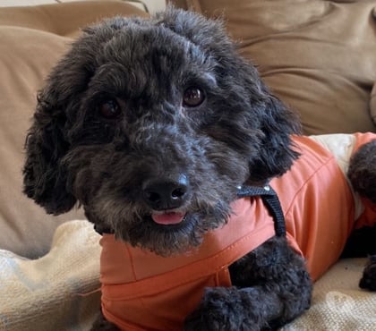 Adoção animais de estimação Lapa Sao Paulo SP Sao Paulo SP - Fotos para Cachorro Pudlle pequeno porte