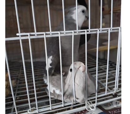 Animais Estimação à Venda Jaraguá Sao Paulo SP - Fotos para Casal de Calopsita