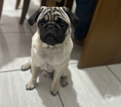 Animais Estimação à Venda Outros Bairros Belo Horizonte MG Belo Horizonte MG - Fotos para 🐾 Filhote de PUG à venda 🐾