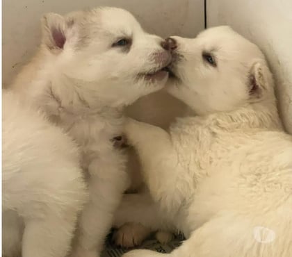 Animais estimação à venda - Fotos para Filhotes de Husky Siberiano