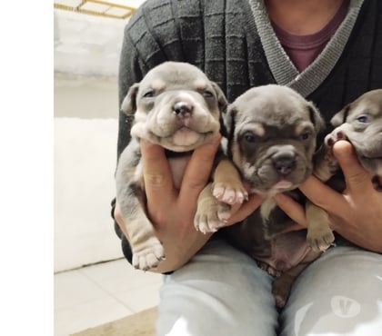 Animais Estimação à Venda - Fotos para Pit Bull American Bully