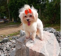 Maltês fêmea 1 ano micro