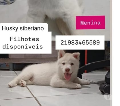 Animais Estimação à Venda - Fotos para FILHOTES DE HUSKY SIBERIANO PURO